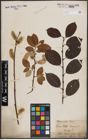 Foto von Salix caprea L.